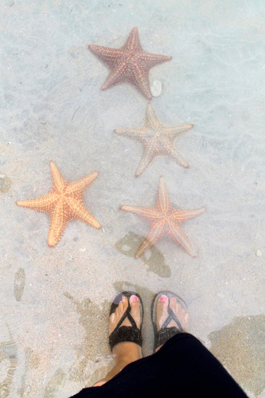 StarFish Beach