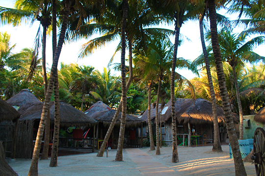 Zamas Hotel - Palm Trees